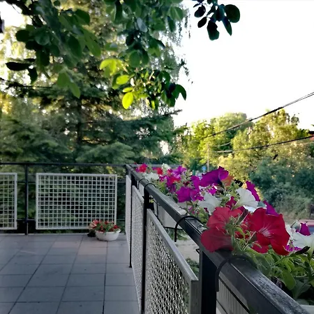 Maslina 3* Smederevo
