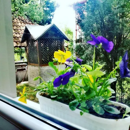 Maslina 3*